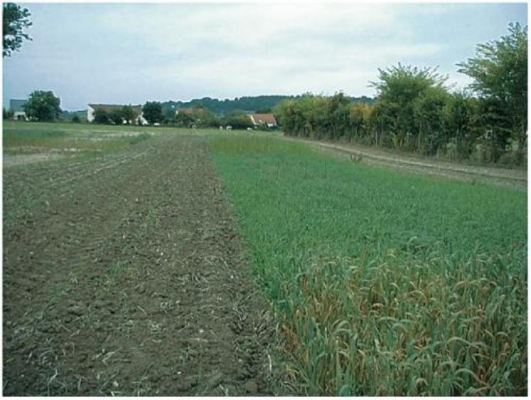 Bande de gauche : destruction au cover-crop.