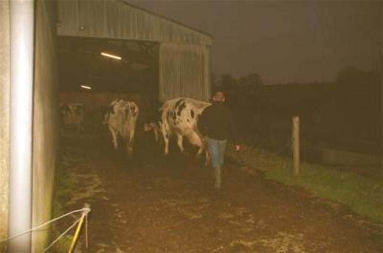 Yves Guillouet en compagnie de ses 3 rescapées qui s’ennuient dans leur stabulation. Il ne demande qu’à repartir pour exercer son métier de producteur de lait.