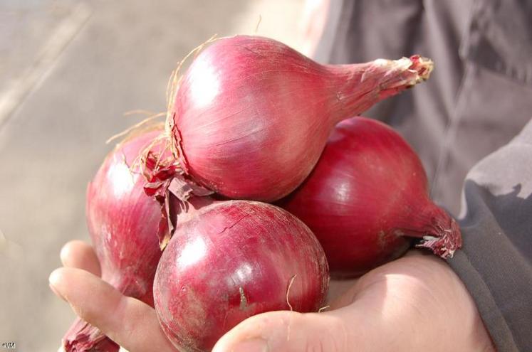 Le suivi technique des producteurs est assuré par la Chambre d’agriculture. “Nous travaillons notamment sur les essais variétaux. Après trois semaines de mer, les oignons doivent supporter un choc thermique. La transition est rude : de 4 à 30 C°”, souligne le président. Pour les territoires d’outre-mer, les variétés rouges sont en développement.