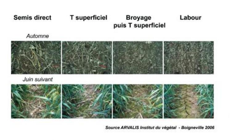 Figure 2 - Le broyage des résidus suivi d’un travail superficiel réduit fortement la quantité de résidus infectieux restés en surface à la floraison du blé suivant