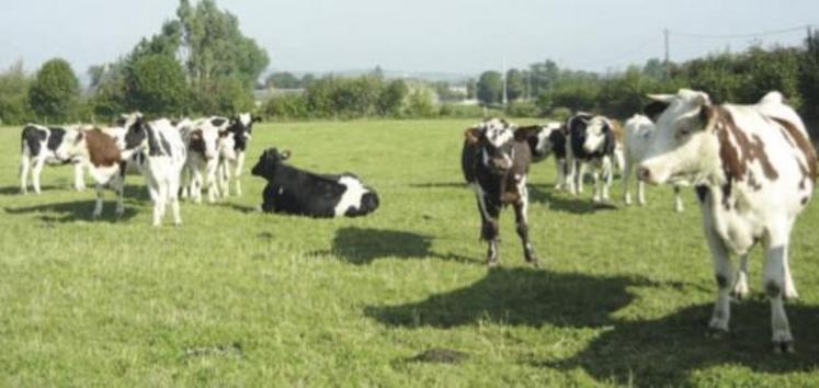 Des troupeaux colorés aussi en Normandie…