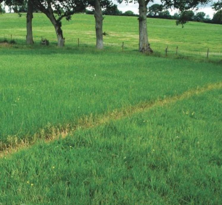 Au 1er plan, prairie initiale et en arrière-plan résultat sur semis 
mécanique prairie.