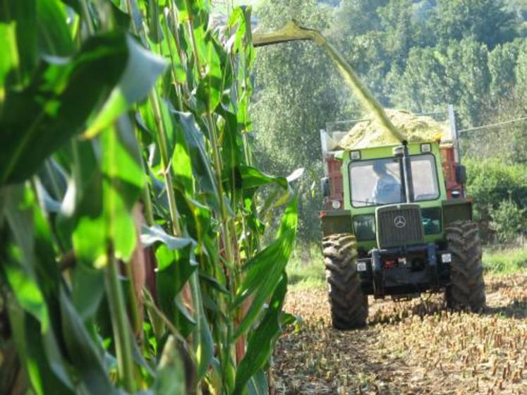 Cette année, compte tenu de la tendance des marchés en céréales, le maïs grain pourrait  être payé 7,5 €/quintal (net de séchage et de taxes) au producteur.