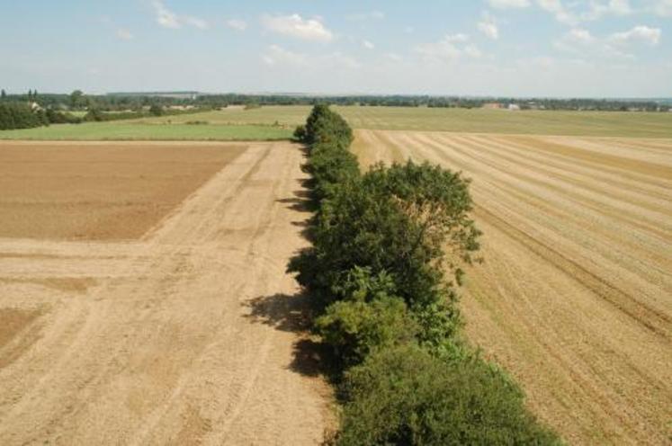 La haie est reconnue indispensable à la biodiversité et limite les inconvénients des monocultures, en particulier des risques de résistance des ravageurs. Les haies abritent de nombreuses espèces qui ne peuvent survivre dans les parcelles agricoles. Le maintien et l’aménagement des haies contribuent à la biodiversité et à l’équilibre des cultures.