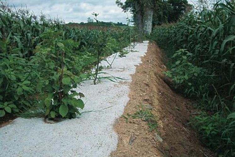 Les plantations sur talus sont parfois délicates. La reprise peut être moins bonne qu'à plat. L'installation d'un paillage est alors impérative. Dans le cas de regarnissages ponctuels, l'utilisation de dalles biodégradables de 50 à 60 centimètres de largeur ou un apport de copeaux feuillus est fortement préconisé. Pour être efficace, le paillis choisi doit rester en place au moins 18 mois. Il évitera notamment le développement de la végétation concurrente. Le paillage ...