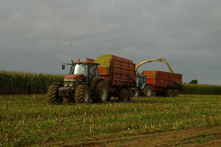 En 2008, les maïs ensilés à la même époque que l’an dernier ont une bonne valeur énergétique de 0,92 UFL/kg MS.