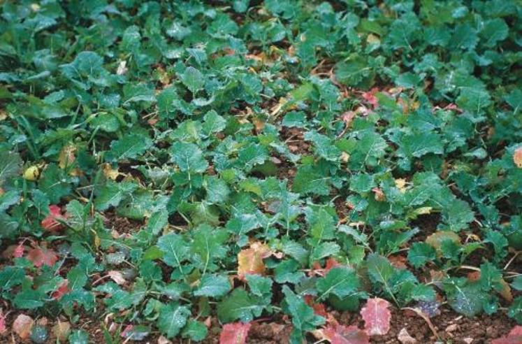 Une application herbicide au stade jeune est plus efficace.