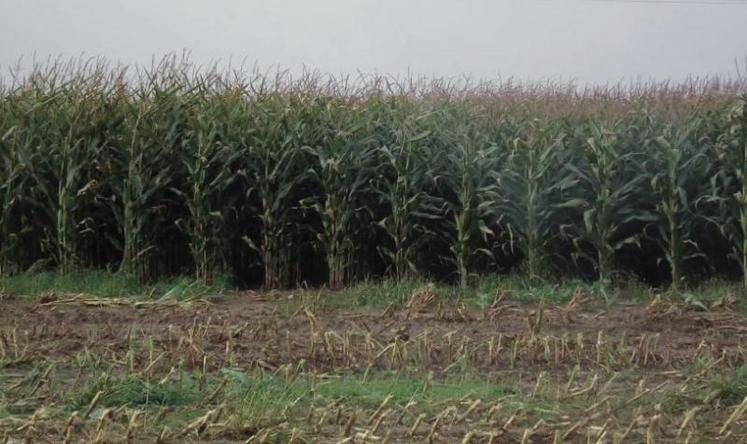 Les références issues des essais des Chambres d’agriculture de Normandie et d’Arvalis - Institut du végétal permettent de sécuriser vos choix.