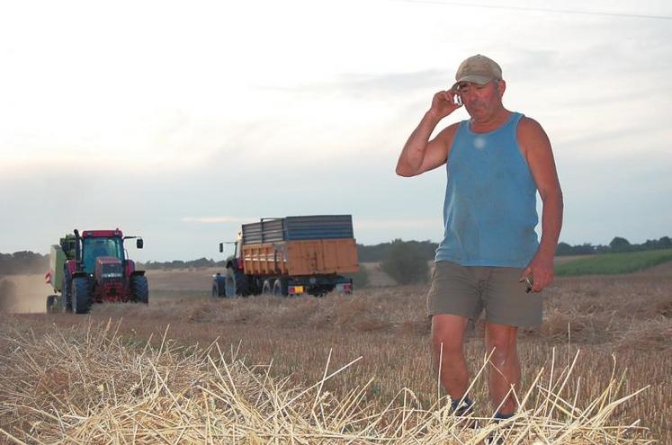 Paille : les pailles de céréales, déchets agricoles disponibles en circuit  court - amàco