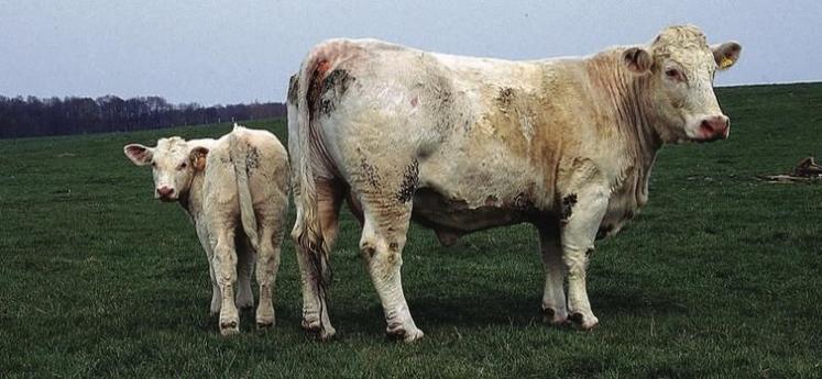 Vache allaitante charolaise et son veau au pâturage au printemps.