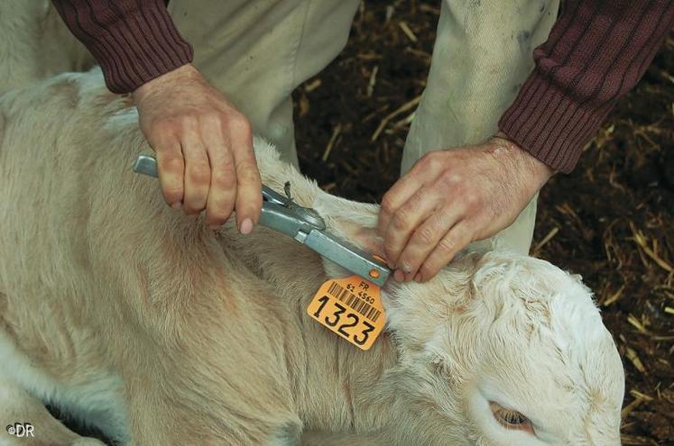 L’identification en Normandie, c’est 2 200 000  mouvements de bovins contrôlés et enregistrés.  (DR)