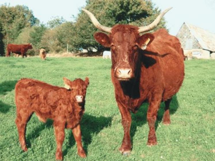 Pour être bénéfique, la conduite d’un troupeau allaitant en agriculture biologique nécessite d’être techniquement performante.