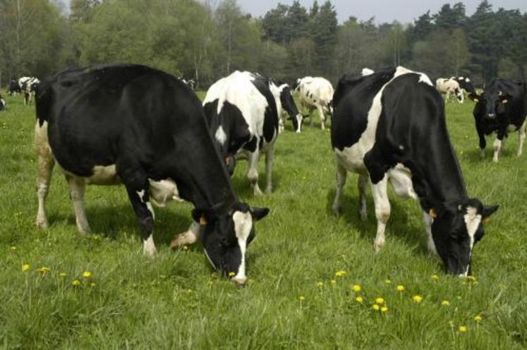 Vaches à viande et vaches à lait - Express Farming