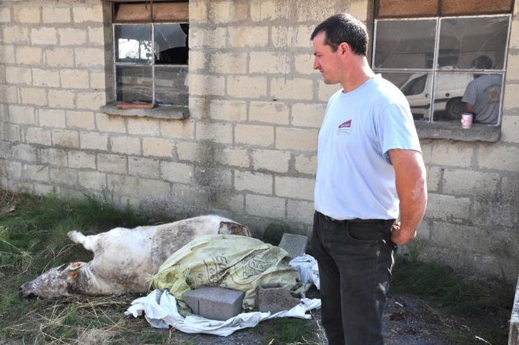 Franck Labarrière a retrouvé la dépouille à 15 mètres de l’entrée du champ. Les enquêtes sont gérées par les gendarmeries de Troarn 
et de Villers-sur-Mer. Les indices recueillis sont pour l’instant gardés secrets. L’animal a été tué d’une balle dans le museau.