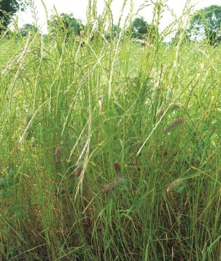 Prairie de ray grass d'Italie (RGI) et trèfle incarnat.