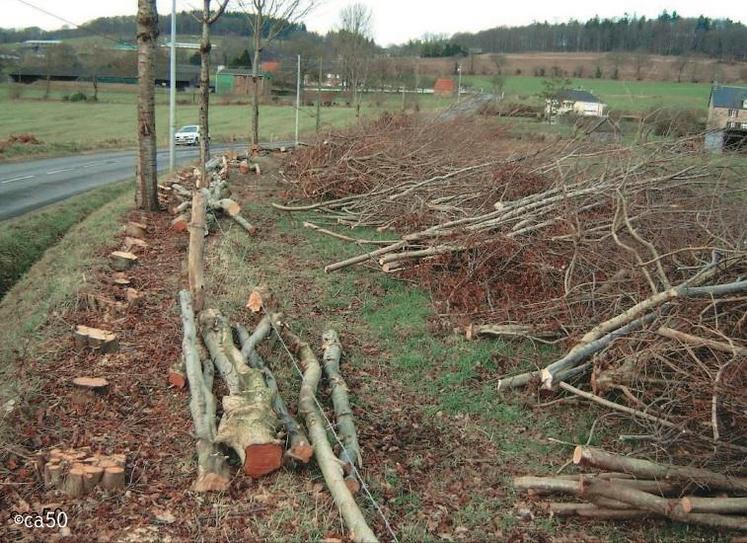 Coupe du taillis é́lagage des arbres de haut jet pour le bois énergie.