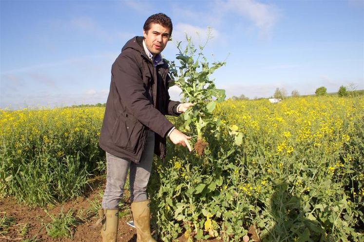 En ce début mai, la floraison des colzas était très hétérogène et les pivots peu développés. Attention en cas de sécheresse.