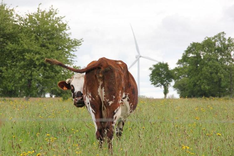 Normande, objectif 2050. Une vaste étude d’anticipation à horizon 2050, associant les éleveurs, a été menée en 2013 par l’OS Normande, en partenariat avec l’Institut de l’élevage.