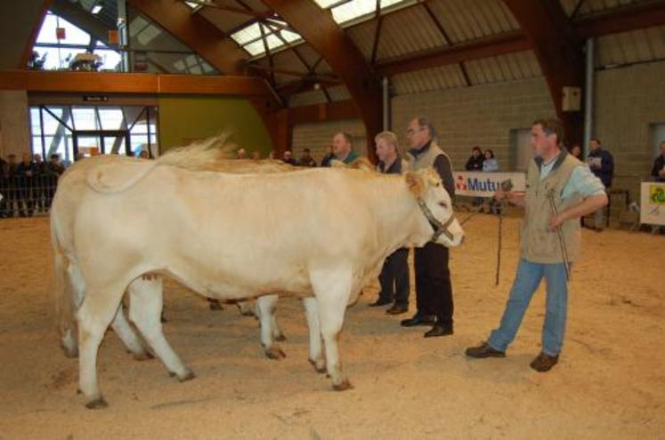 Dans les jeunes sections, la Blonde d’Aquitaine montre déjà son potentiel