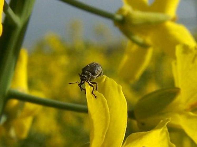 Dès la reprise de végétation, variable selon les variétés, on dispose de 8 jours pour intervenir après les premières captures.