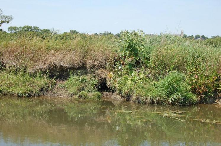 Les dégâts de ragondin se multiplient dans les marais de la Dives.