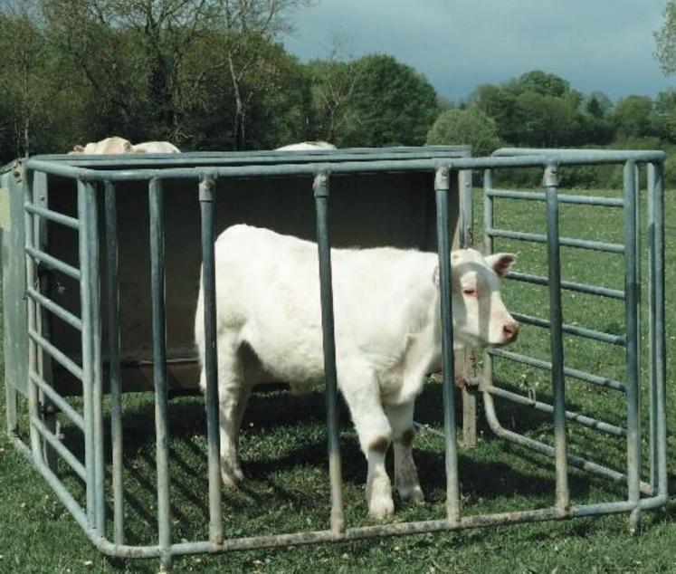 L’étude a mis en évidence que les veaux complémentés avaient une croissance plus élevée en moyenne (1 462 g/j contre 1 147 g/j pour le lot témoin).