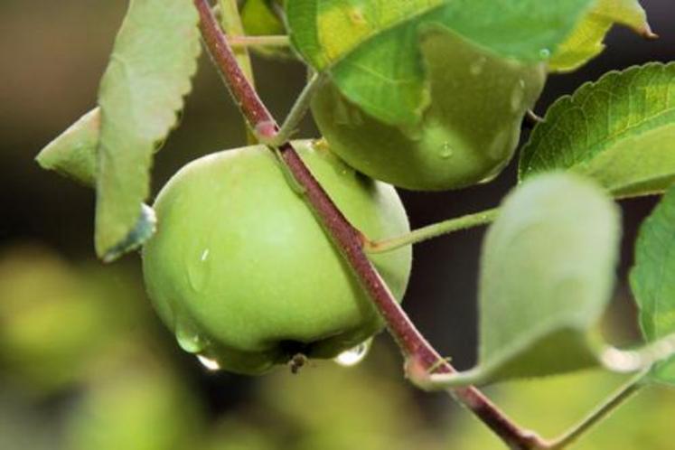 La pomme, l'un des fleurs du bocage normand