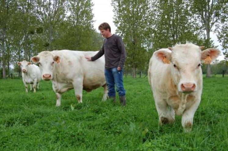 “Je garde toutes les génisses. Je renouvelle au maximum pour inscrire la totalité de mon cheptel 
au Herd-book”, explique Cyril Hoste.