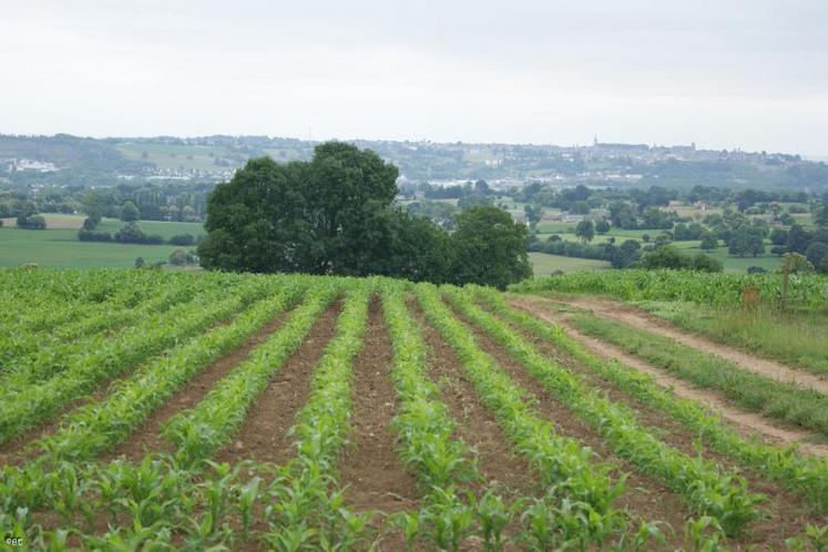 Les maïs semblent désormais bien partis grâce aux pluies tombées sur le sud-Manche, ce n'est pas le cas de tout le département.