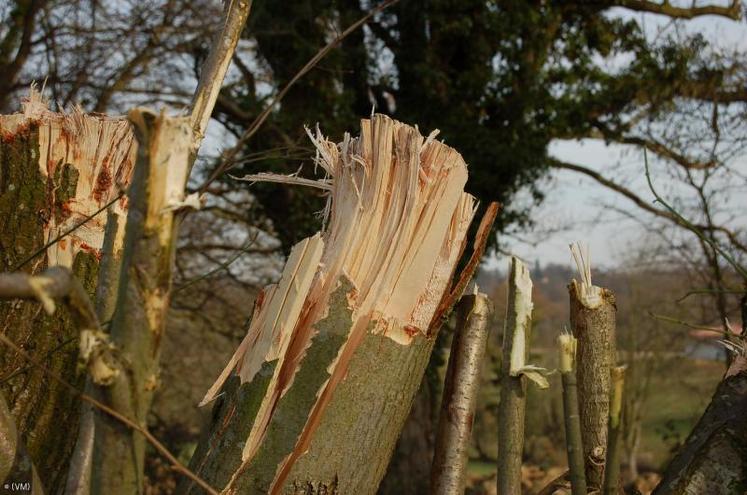 Sur certains bois, un passage avec une tronçonneuse est nécessaire. Histoire d’empêcher le pourrissement des troncs et de préserver le capital productif de la haie.