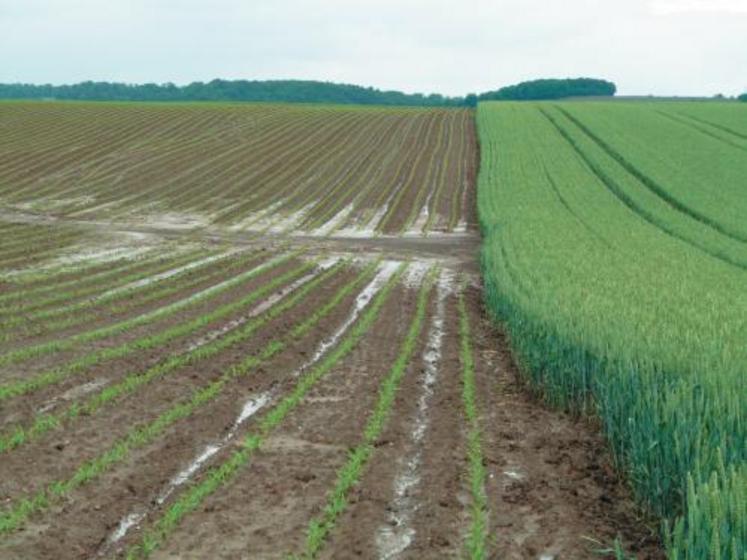 Une modification du parcellaire qui favoriserait l’alternance des cultures limiterait l’érosion. Au printemps, un blé est beaucoup plus efficace qu’un maïs pour stopper les eaux de ruissellement. 