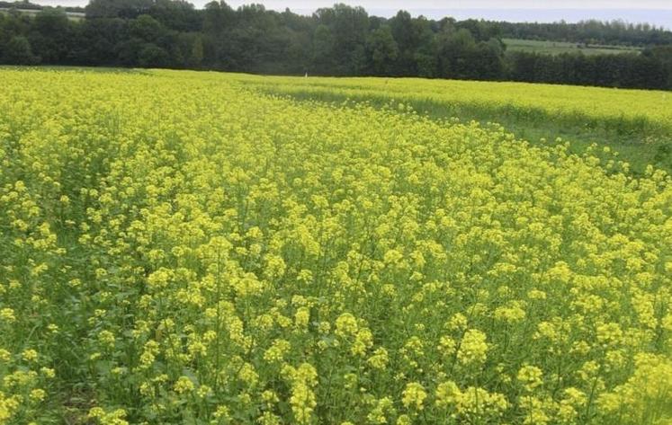 Sur le long terme, la moutarde nous semble bénéfique sur la qualité des implantations de maïs et sur la limitation des salissements hivernaux.