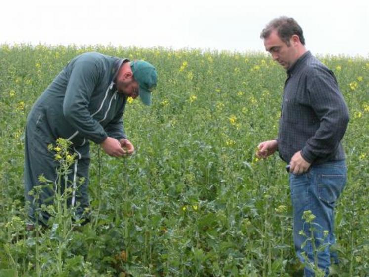 Dominique Rose et Samuel Hardy : “le colza, en zone d’élevage, permet
de bien valoriser les effluents”.