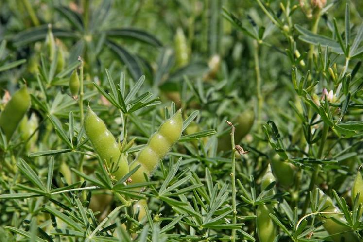 Encore plus confidentiel que le lupin blanc, le lupin bleu, dont le port est plus court, les folioles étroits, le feuillage vert-tendre, la graine ovale et tachetée.En théorie insensible à la verse, la plante est tr&