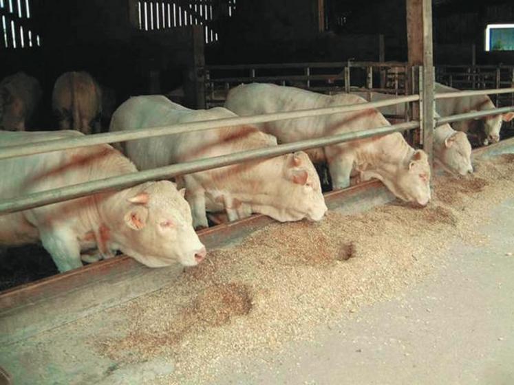 Les producteurs sont à la recherche de garanties face à la volatilité des prix des bovins et des intrants.