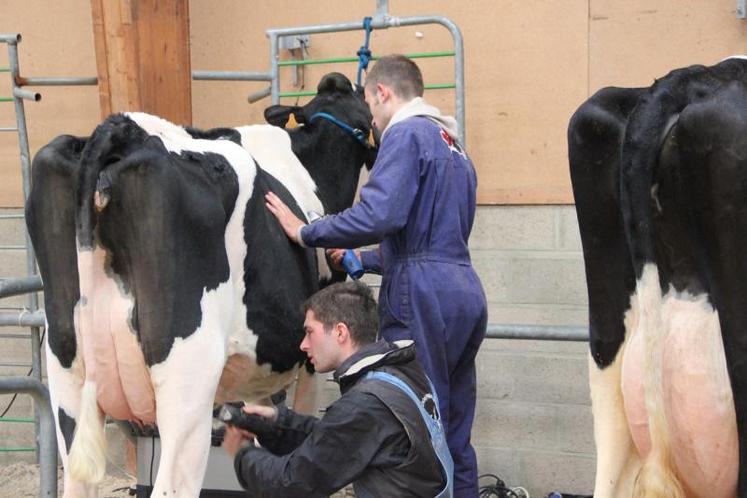 Les jeunes préparent  leurs animaux pour le Challenge Jeunes éleveurs  Prim'Holstein.