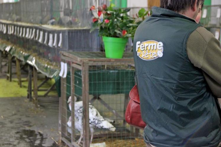 Ferme en fête, c’est aussi les animaux de basse-cour, pigeons, poules, lapins, canards...