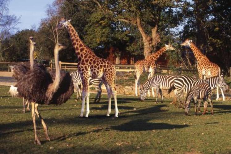 Outre la présentation d’animaux, le parc zoologique mène des actions de conservation  sur le terrain.