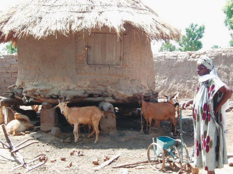 L’Afdi propose une opération “solidarité” en contribuant à abonder un fonds pour l’achat de chèvres. Objectif doter 50 femmes par an car une chèvre permet d’améliorer l’alimentation (notamment des enfants) et d’apporter des ressources pour la famille.