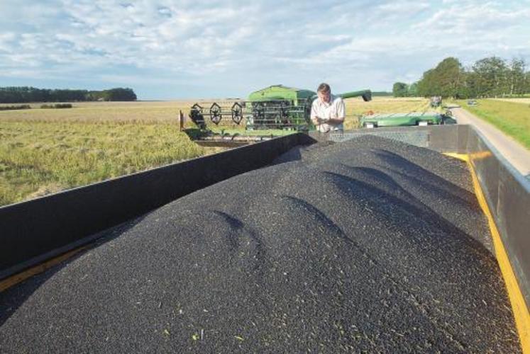 Les moyennes départementales sont régulièrement au dessus de 40 q/ha, pouvant atteindre 42 à 43q/ha en Basse-Normandie. De très bons résultats sont enregistrés dans le Calvados et l’Orne avec des rendements parcellaires dépassant 50 q/ha. (Photo S.Leitenberger)