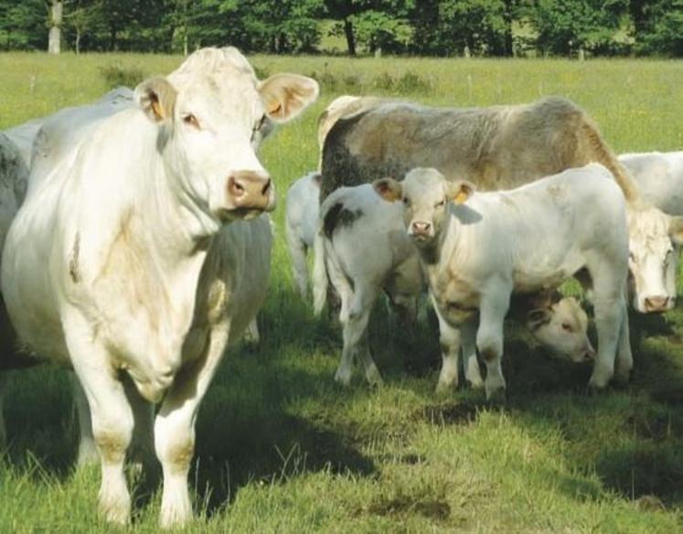 La performance technique des élevages allaitants se mesure principalement par la Production Brute de Viande Vive (PBVV).