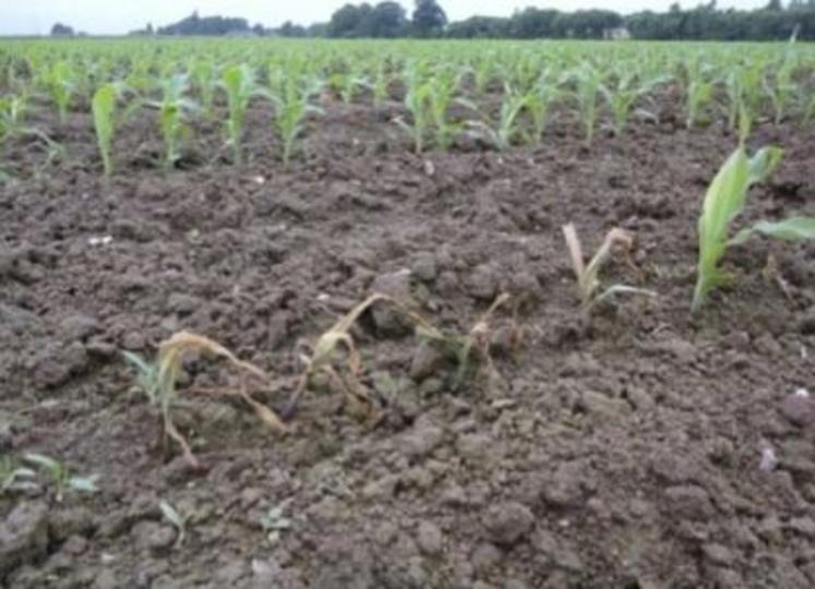 Le décalage de la date de semis n’est pas une assurance pour éviter les dégâts de taupins sur maïs (ici semis du 25/05/12, photo 25/06).