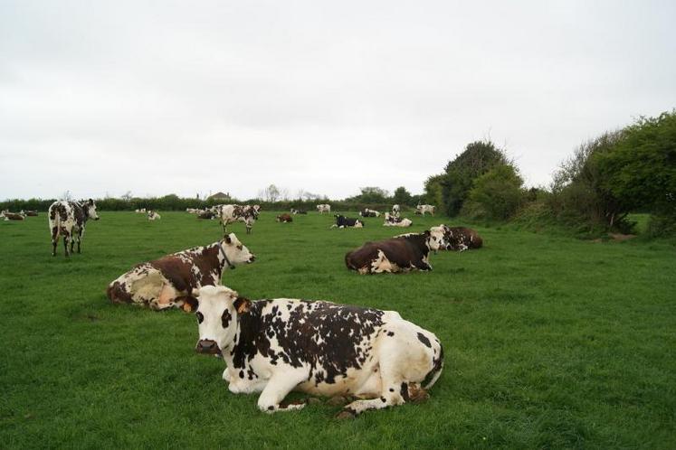 Les germes en cause (généralement Pseudomonas aeruginosa, Klebsiella pneumoniae, quelques colibacilles…) vivent dans l’intestin et sont répandus dans l’environnement (sol, eau, plantes…).