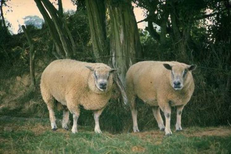 Les petits troupeaux (moins de 20 brebis) dominent largement en Manche.