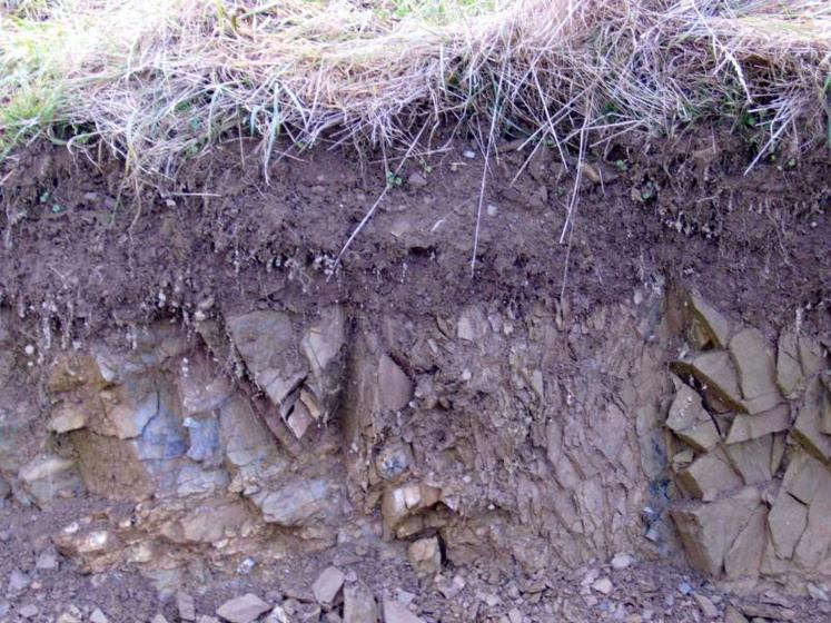 Les sols du bocage normand sont souvent riches en matière organique comme l’atteste la couleur foncée de ce limon sur schiste.