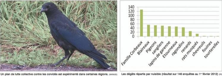 Un plan de lutte collective contre les corvidés est expérimenté dans certaines régions. (MArmuse)