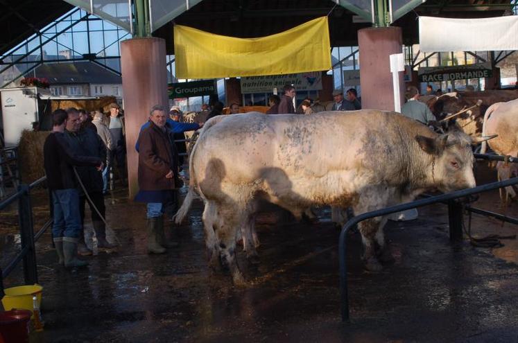 Près de 150 animaux, venant de tout l’Ouest, comme en 2009, sont attendus le 20 novembre à Torigni sur Vire.