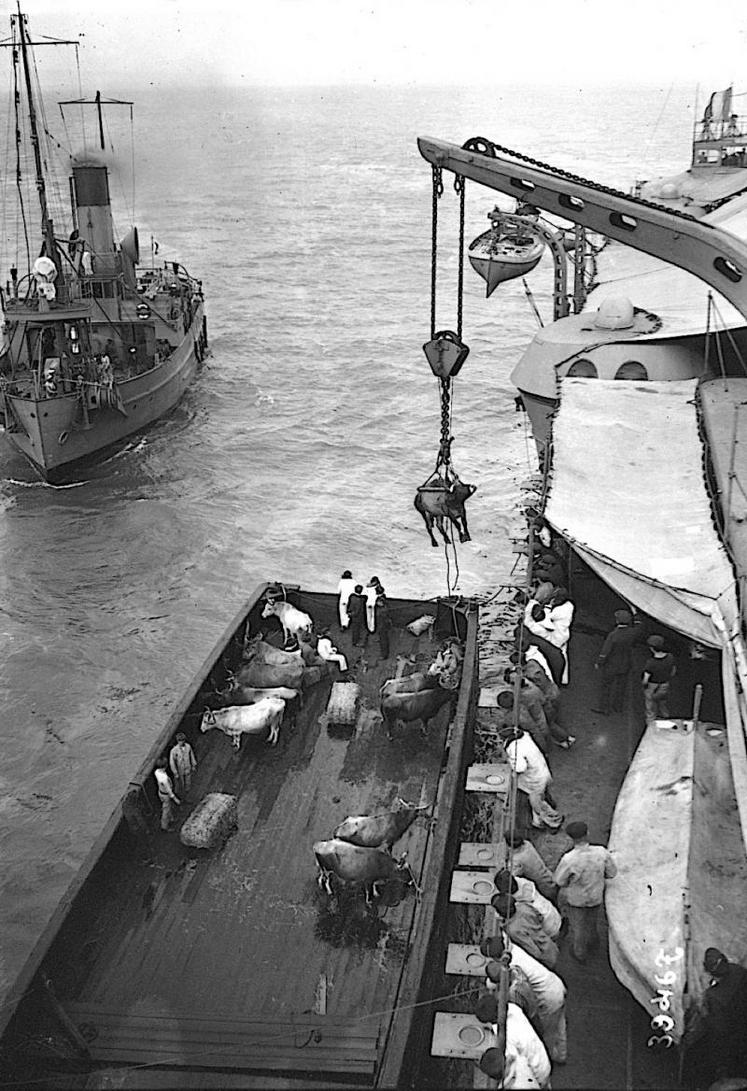 Embarquement d'un bœuf sur un navire de guerre durant les manœuvres navales de 1914. (Agence Rol)