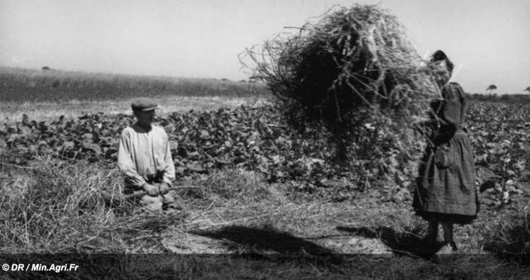 Le 7 août 1914, le président du Conseil, René Viviani, lance un « appel aux femmes de France pour la moisson ». Du fait de la guerre, 850 000 femmes d’exploitants se trouvent en effet à la tête des exploitation