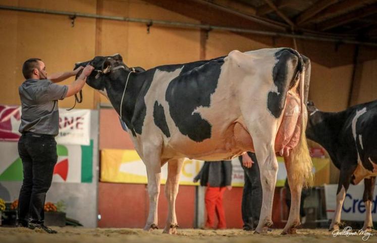 Livigne 2C a remporté le prix de Grande Championne lors du concours régional de Prim'Holstein, dimanche. L'animal appartient au Gaec des deux Collines (14). Le juge a expliqué avoir eu « un véritable coup de coeur pour la vache. Elle a un supplément d'âme et de prestance ».